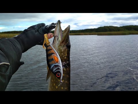 Видео: Злые щуки крадут приманки / Озерная рыбалка на спиннинг