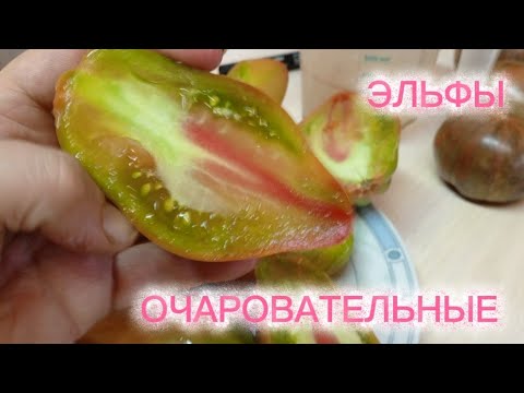 Видео: Прекрасные и сладкие Эльфы. Сорт Эльфы леса Пазлвуд