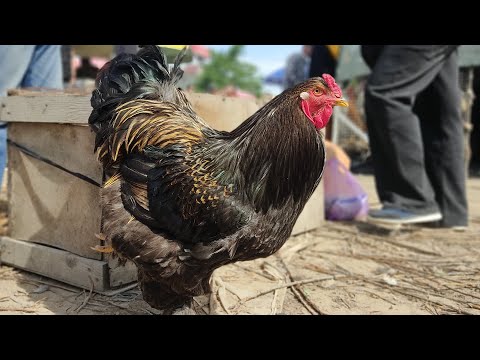 Видео: Тоок базар. 05.05.24. Бишкек. #итбазар #птичийдвор #куры #джерси #природа #птицы #chicken #петух