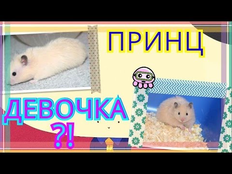 Видео: Принц - девочка?????!!!!!!!!