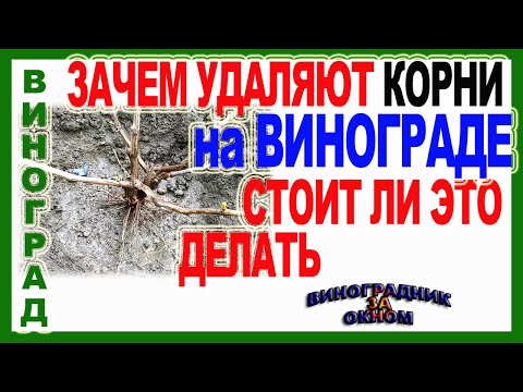 Видео: 🍇  Катаровка винограда. Зачем удаляют росяные  корни на винограде. Многие виноградари это не делают