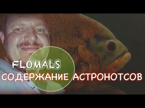 Видео: НАШ ОПЫТ СОДЕРЖАНИЕ АСТРОНОТУСА