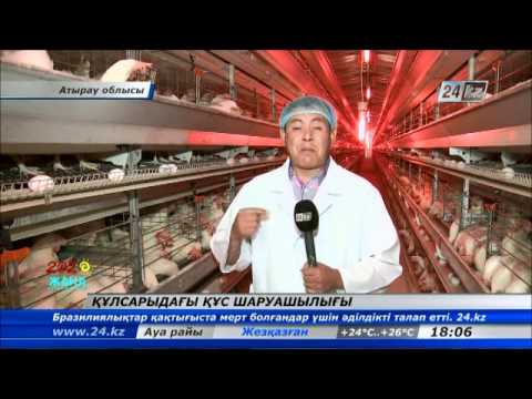 Видео: Құлсарыдағы құс фабрикасы -- серпінді жоба жемісі
