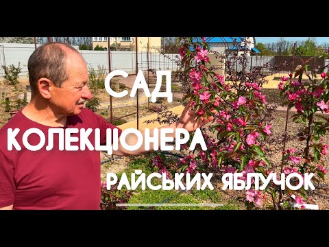 Видео: Сад колекціонера райських яблучок, 2022. Огляд квітів та декоративних рослин. Ландшафтний дизайн.