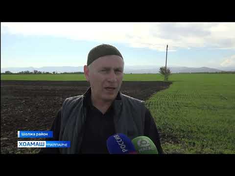 Видео: Закладка демоопытов в 2025 году