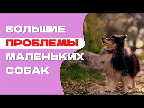 Видео: КАК НЕ ДОПУСТИТЬ ОШИБОК: Особенности воспитания маленьких собак