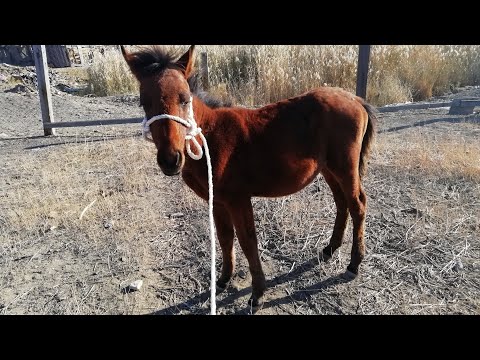 Видео: Құлын алдық, фермамыз үлкейуде |ДАБ БРО|