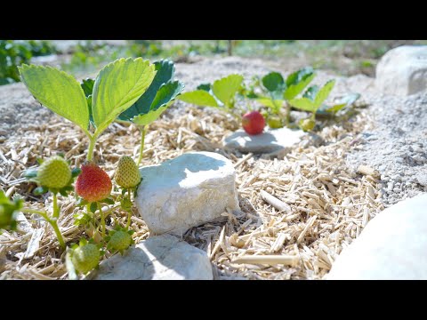 Видео: Клубника без полива. Лесосад