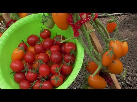 Видео: С КАКИХ ТОМАТОВ МОЖНО БРАТЬ СЕМЕНА? Ольга Чернова.
