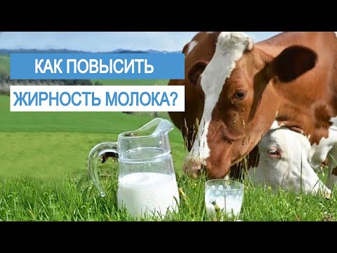 Видео: КАК ПОВЫСИТЬ ЖИРНОСТЬ МОЛОКА У КОРОВЫ, от чего она зависит? Защищенные жиры.