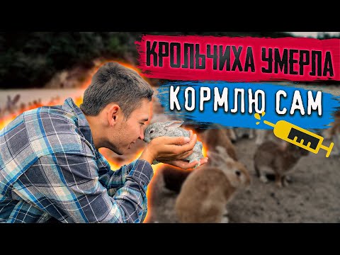 Видео: КАК ВЫКОРМИТЬ КРОЛЬЧАТ БЕЗ КРОЛЬЧИХИ/КРОЛЬЧИХА УМЕРЛА