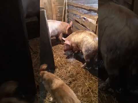 Видео: Осенний осмотр нашего хозяйства!