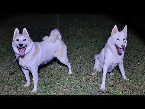 Видео: Вот и дом родной/Вернулся с Карелии/