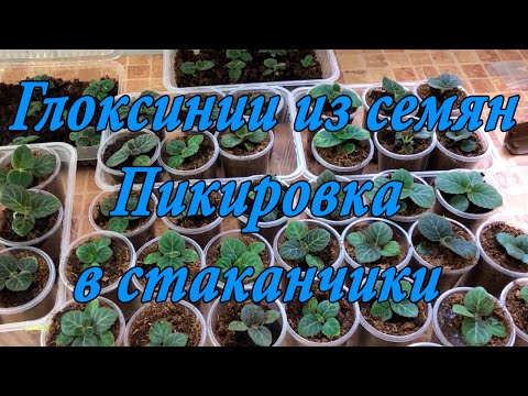 Видео: Выращивание Глоксиний из семян. Пикировка в стаканчики. 5 часть