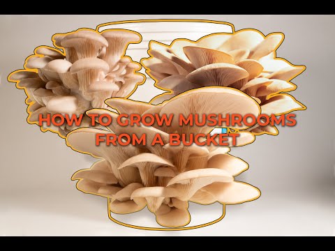 Видео: Выращивайте грибы дома в ведрах — это очень просто