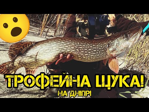 Видео: ⚔️ 28 хвилин боротьби! Трофейна щука на 7 кг з Дніпра!