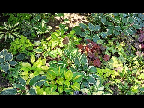 Видео: 10 хост мого саду великих сортів.