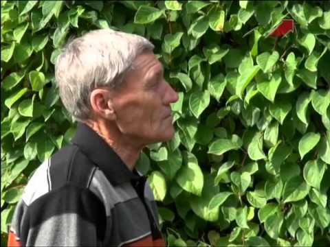 Видео: Выращивание лимонника китайского