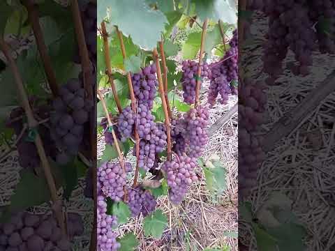 Видео: Как се прави бяло вино? ВИНОГРАД 2024! #ракия #вино