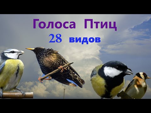 Видео: Голоса Птиц 28 видов.Voices of Birds 28 species. #birds #birdsong #птицы #птицыпоют #wildbird