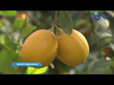 Видео: Лимон өстүрүп, жыл сайын 20 тоннадан ашуун түшүм алган фермер | Жалал-Абад