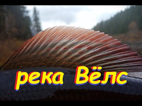 Видео: река Вёлс