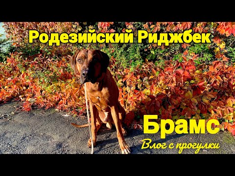 Видео: Воскресный влог | поведение Риджбека 