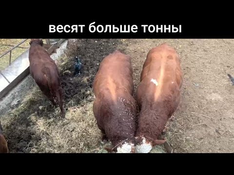 Видео: Содержание очень  больших быков