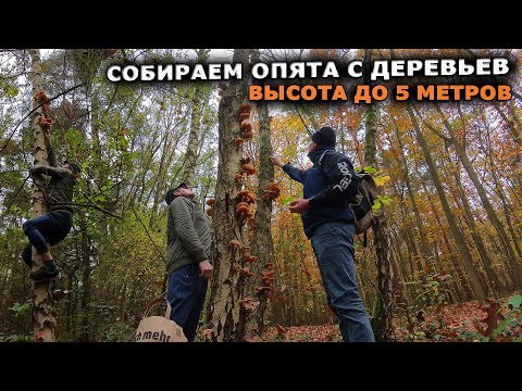 Видео: набрали МНОГО ГРИБОВ с деревьев лес усеян грибами