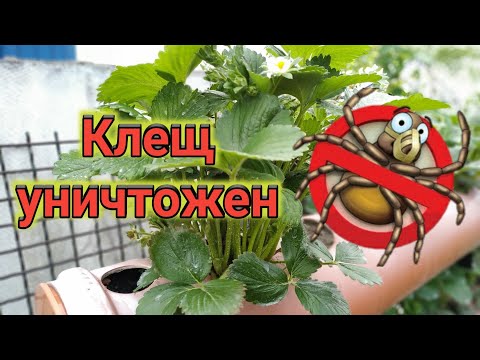 Видео: Земляничный КЛЕЩ побеждён!!! 👍👍👍 Belklubnika.by