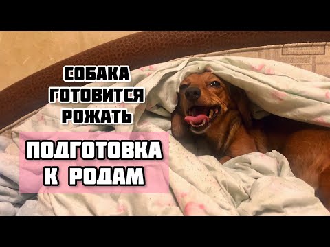 Видео: Как определить что собака скоро будет рожать? Подготовка к родам