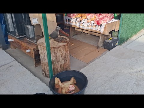 Видео: Кабан 200+Сало в ціні, вирізаєм кабани‼️ТаранчЮк🔥Слина тиче,як сковорода шепче‼️Чи є Сало на три❓️