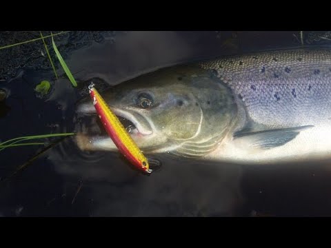 Видео: О семге на Кольском 2019.Снасти для ловли .часть 2.