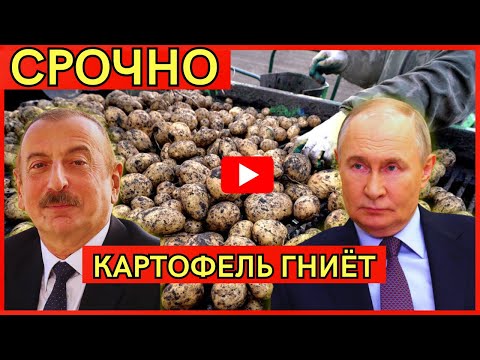 Видео: Картофельный ШОК! Цены рухнули до минимума! Производители несут огромные убытки!