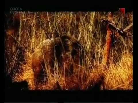 Видео: Ни пуха ни пера (Эпизод 1)