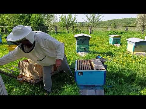 Видео: Пчеловодство №98 Безроевой метод, дальнейшие работы, вариант 2.