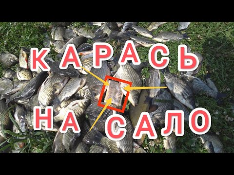 Видео: Поклёвки "ОТДАЙ БЕРЕГ" !Мой садок такого ещё не видел!Рыбалка на реке Проня в Рязанской области.