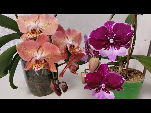 Видео: Цветение орхидей в августе и мои новиночки 💕
