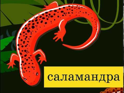 Видео: iMektep. Қосмекенділер