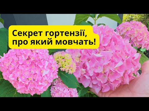 Видео: Що треба зробити, щоб гортензія цвіла як королева?