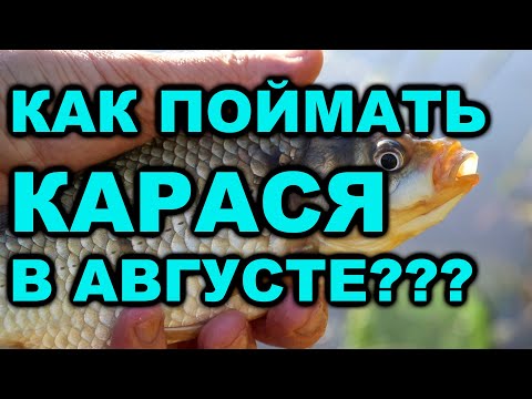 Видео: КАК ПОЙМАТЬ КАРАСЯ В АВГУСТЕ?