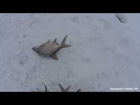 Видео: Я и не ожидал, что в этом ручье будет столько рыбы. Хапуги трещали от них.