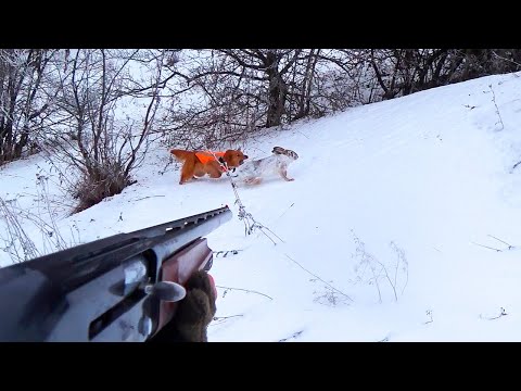 Видео: И зачем я взял её на охоту... Охота на зайца-русака 2025