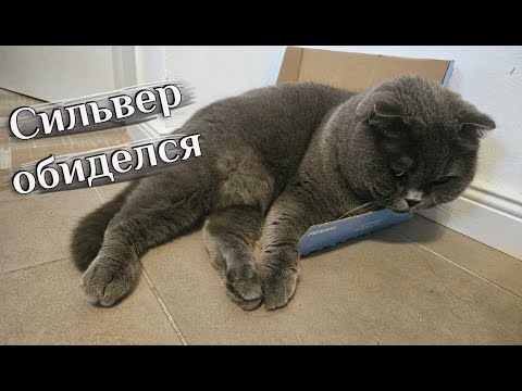 Видео: Обидели кота / Смешные животные / Британский кот.