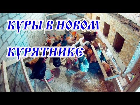 Видео: УСТРОЙСТВО КУРЯТНИКА // КАК ЖИВЁТСЯ КУРАМ В НОВОМ КУРЯТНИКЕ?