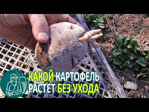 Видео: Посадка картофеля без полива и ухода в жарком сухом климате в эксперименте Гордеевых