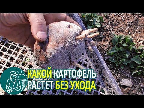 Видео: 🥔 Как растет картошка без ухода 🌿 Эксперимент Гордеевых от посадки картофеля до уборки урожая