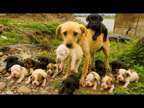 Видео: Я встретил у реки супер милую собачью 🐶 семью, и это было так трогательно. 🐶🐕🥰😘❤❤❤