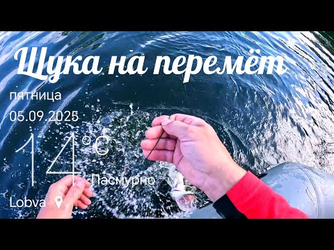 Видео: Проверка Перемёта на Щуку. 