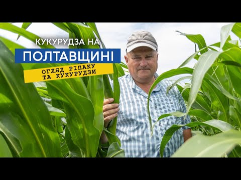 Видео: Гібриди та технологія захисту кукурудзи. Ярий ріпак плануємо зібрати 30 ц/га.